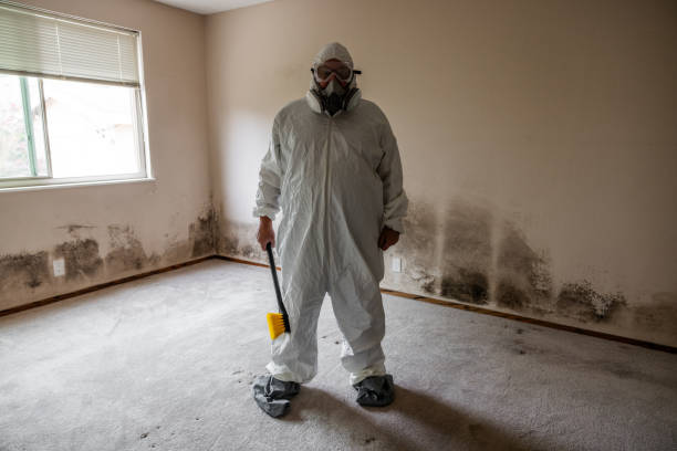 Best Attic Mold Removal  in Shady Hollow, TX